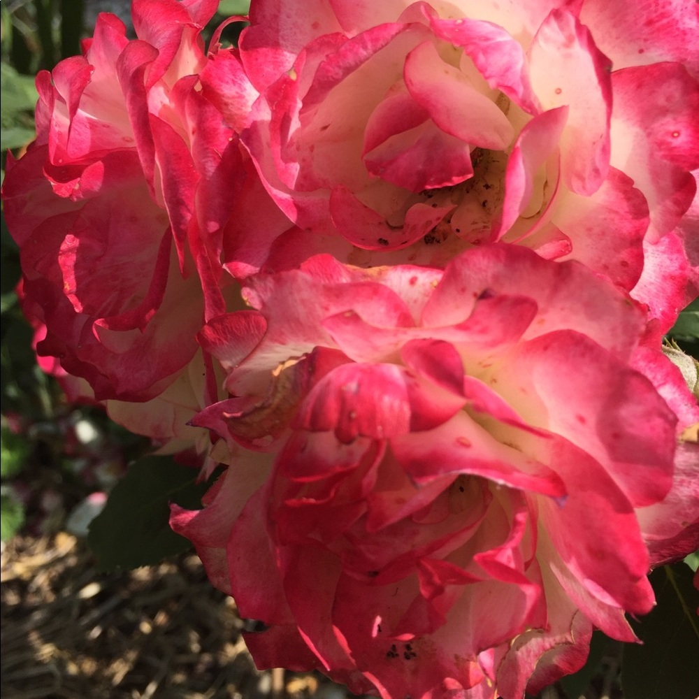 Meet your Posher, Shanlee